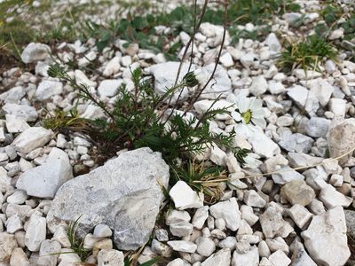 Achillea oxyloba, photographed by Étienne Léveillé-Bourret
