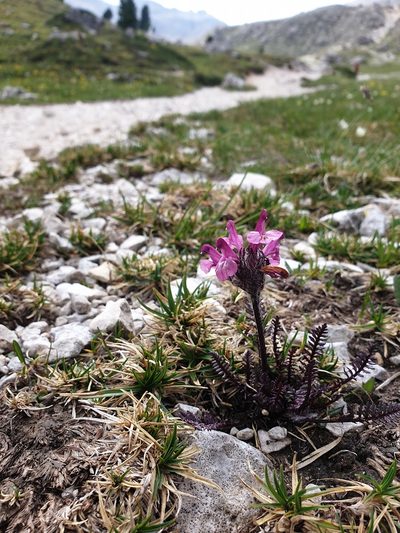 Pedicularis rosea, photographed by Étienne Léveillé-Bourret