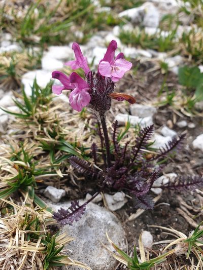 Pedicularis rosea, photographed by Étienne Léveillé-Bourret
