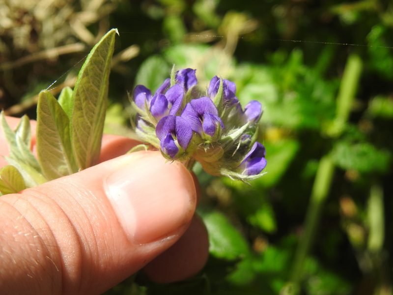 Afrolobium sericeum, photographed by Matthew Fainman