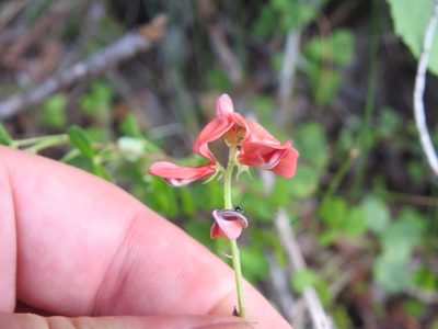 Indigofera erecta, photographed by Matthew Fainman