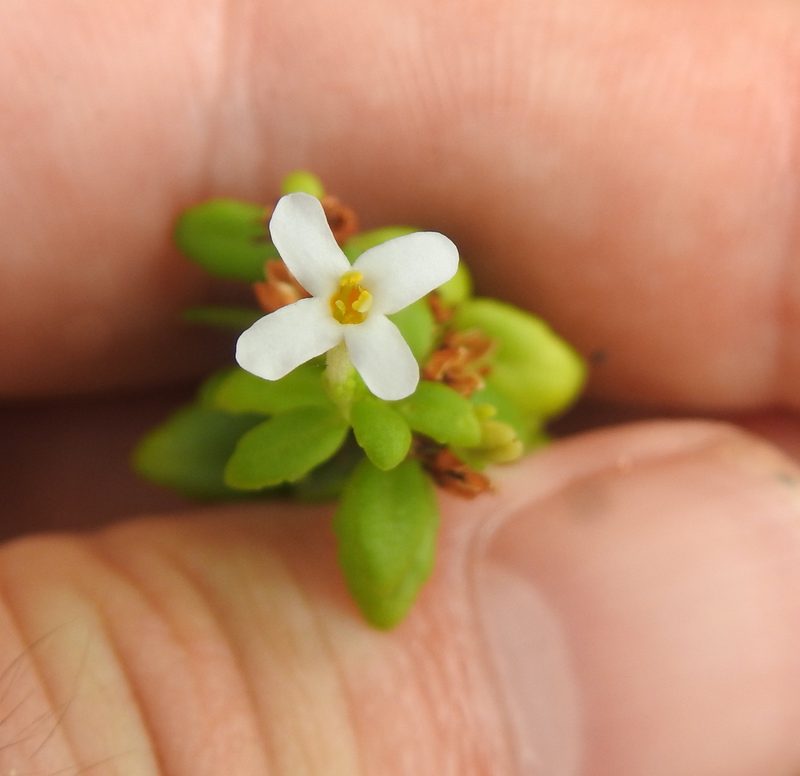 Chaenostoma integrifolium, photographed by Matthew Fainman