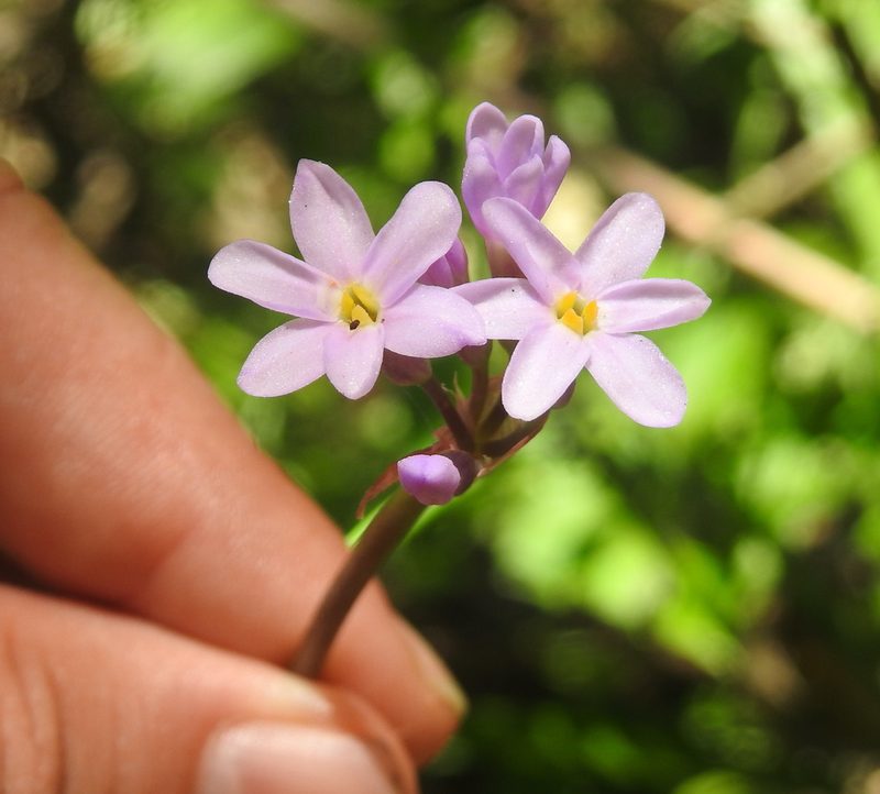 Tulbaghia maritima, photographed by Matthew Fainman