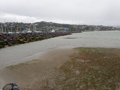 Zostera muelleri, photographed by Javier