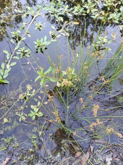 Juncus usitatus, photographed by ainsley_isme