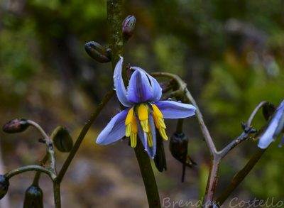 Dianella tasmanica, photographed by Brendan Costello