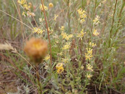 Pimelea curviflora, photographed by Nina Kerr