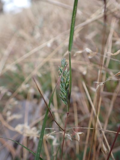 Tribolium obliterum, photographed by Nina Kerr