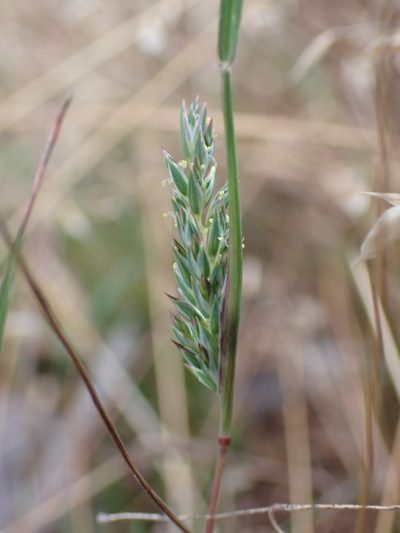 Tribolium obliterum, photographed by Nina Kerr