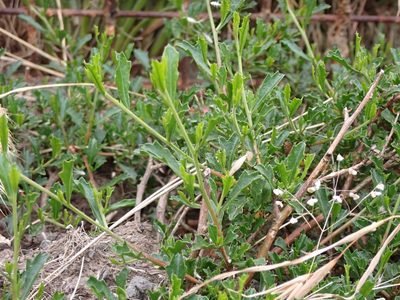 Dodonaea procumbens, photographed by Nina Kerr