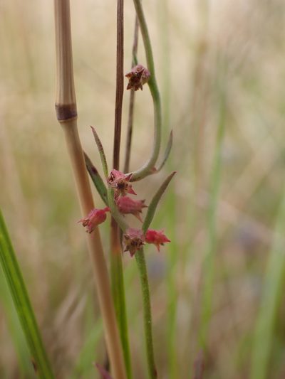 Haloragis heterophylla, photographed by Nina Kerr