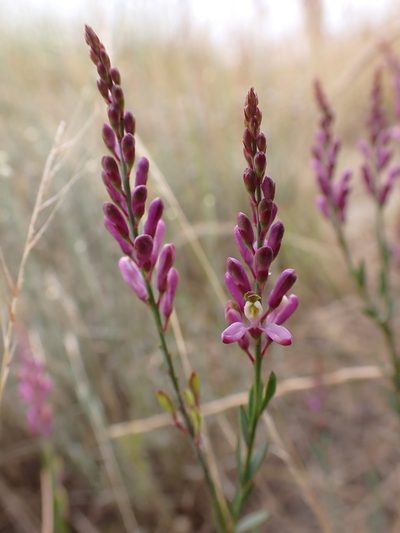 Comesperma polygaloides, photographed by Nina Kerr