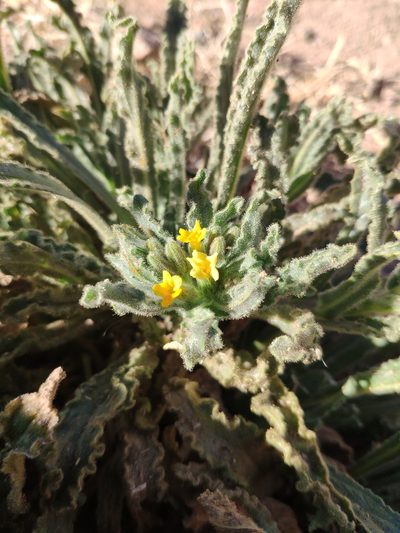 Alkanna orientalis, photographed by Denys Vynokurov