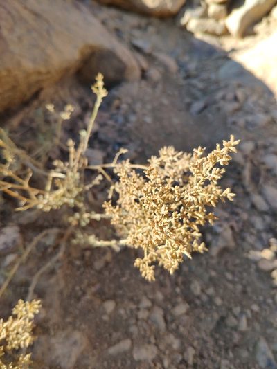 Artemisia sieberi, photographed by Denys Vynokurov