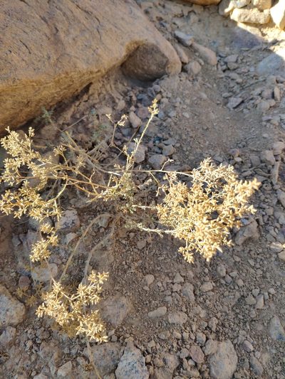 Artemisia sieberi, photographed by Denys Vynokurov