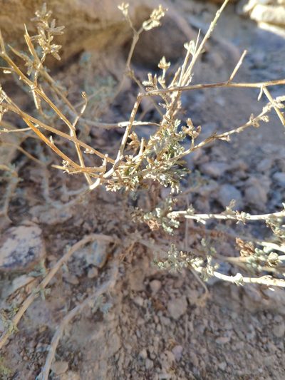 Artemisia sieberi, photographed by Denys Vynokurov