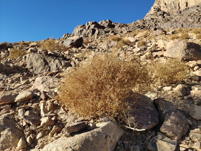 Artemisia sieberi, photographed by Denys Vynokurov