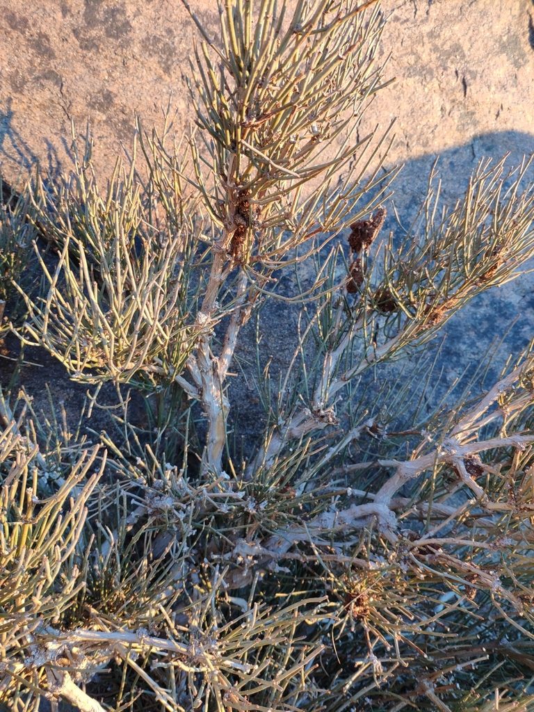 Ephedra alata, photographed by Denys Vynokurov