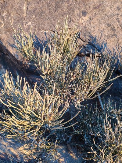 Ephedra alata, photographed by Denys Vynokurov