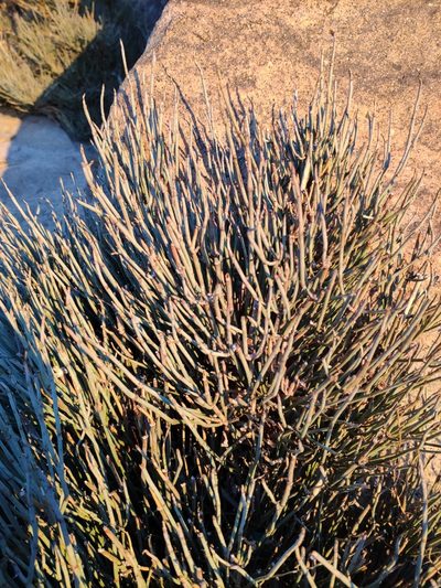 Ephedra alata, photographed by Denys Vynokurov