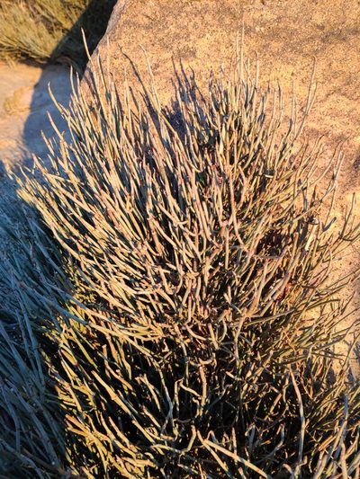 Ephedra alata, photographed by Denys Vynokurov