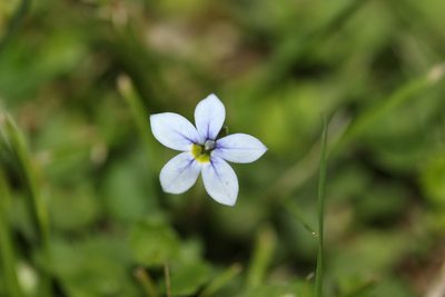Lobelia pedunculata, photographed by Joe Dillon