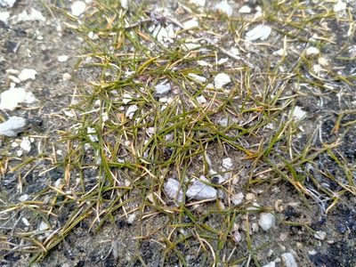Zoysia minima, photographed by John Barkla