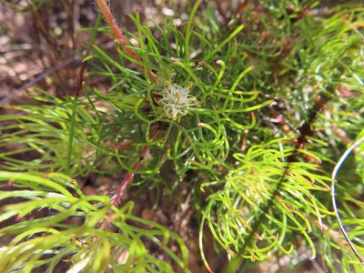Serruria inconspicua, photographed by linkie