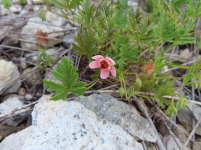 Pelargonium incarnatum, photographed by linkie