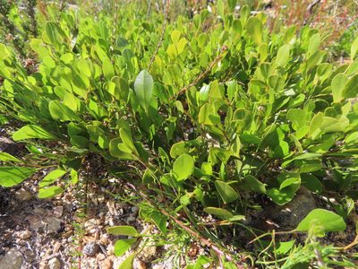 Psoralea rotundifolia, photographed by linkie