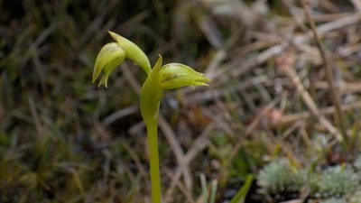 Waireia stenopetala, photographed by tomass