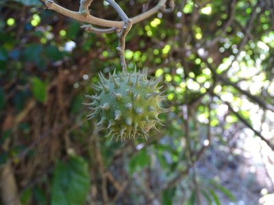 Ayenia grandifolia, photographed by Toby Y