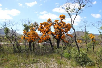 Nuytsia floribunda, photographed by Em Lamond