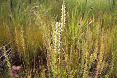 Prasophyllum brownii, photographed by Em Lamond