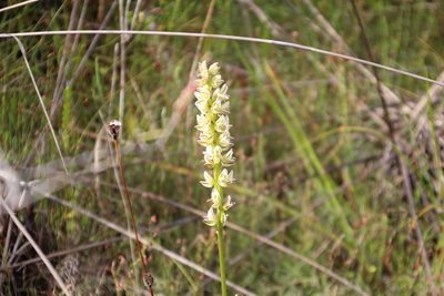 Prasophyllum brownii, photographed by Em Lamond