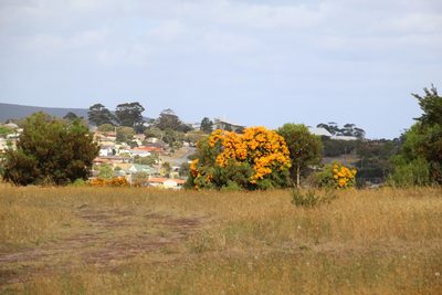 Nuytsia floribunda, photographed by Em Lamond