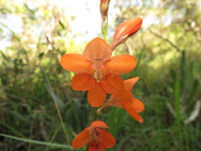 Tritonia laxifolia, photographed by Christiaan Viljoen