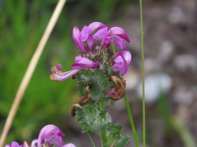 Pedicularis pyrenaica, photographed by Yves Bas