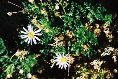 Argyranthemum tenerifae, photographed by Rafael Medina