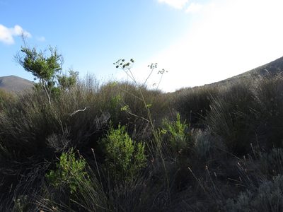 Annesorhiza macrocarpa, photographed by Jeremy Gilmore