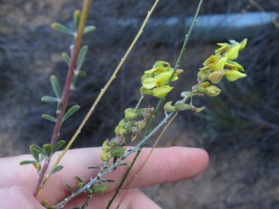 Wiborgia obcordata, photographed by Jeremy Gilmore