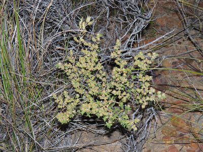Drosanthemum asperulum, photographed by Jeremy Gilmore