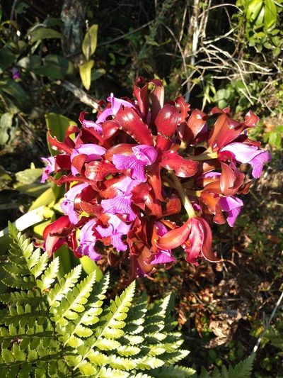 Cattleya tigrina, photographed by Lucas Kaminski