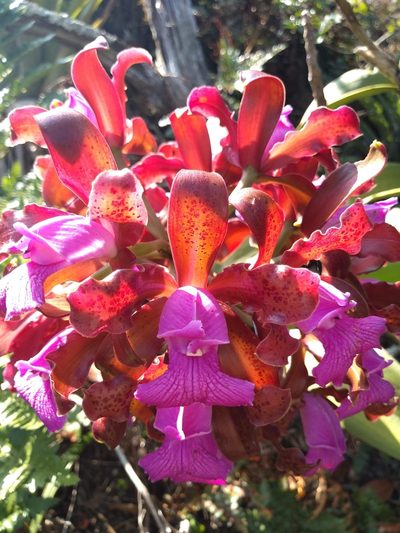 Cattleya tigrina, photographed by Lucas Kaminski