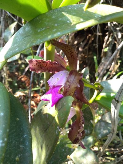 Cattleya tigrina, photographed by Lucas Kaminski