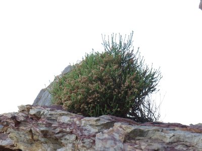 Selago triquetra, photographed by Jeremy Gilmore