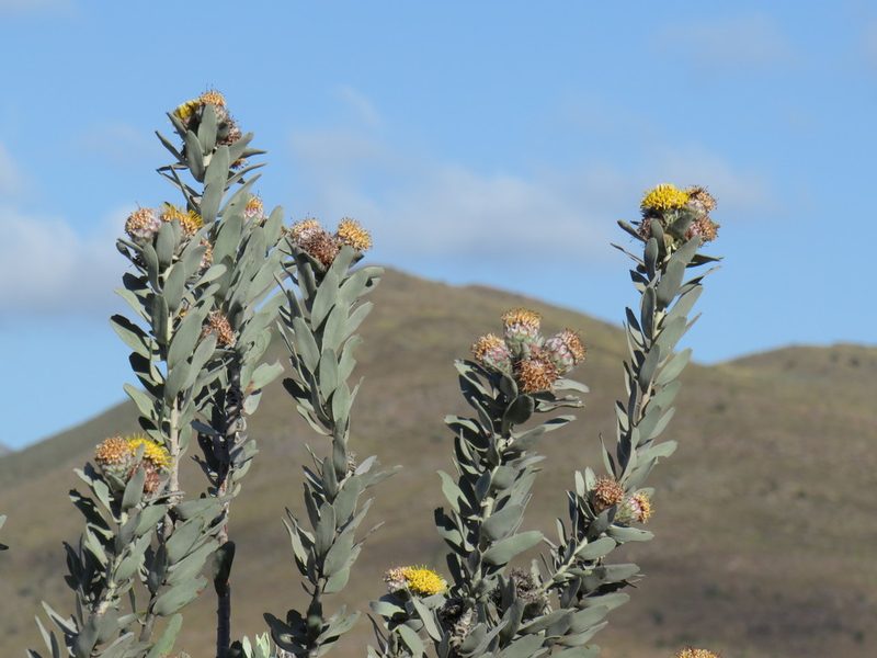 Leucospermum rodolentum, photographed by Jeremy Gilmore