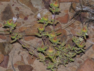 Drosanthemum calycinum, photographed by Jeremy Gilmore