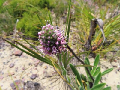 Echiostachys ecklonianus, photographed by linkie