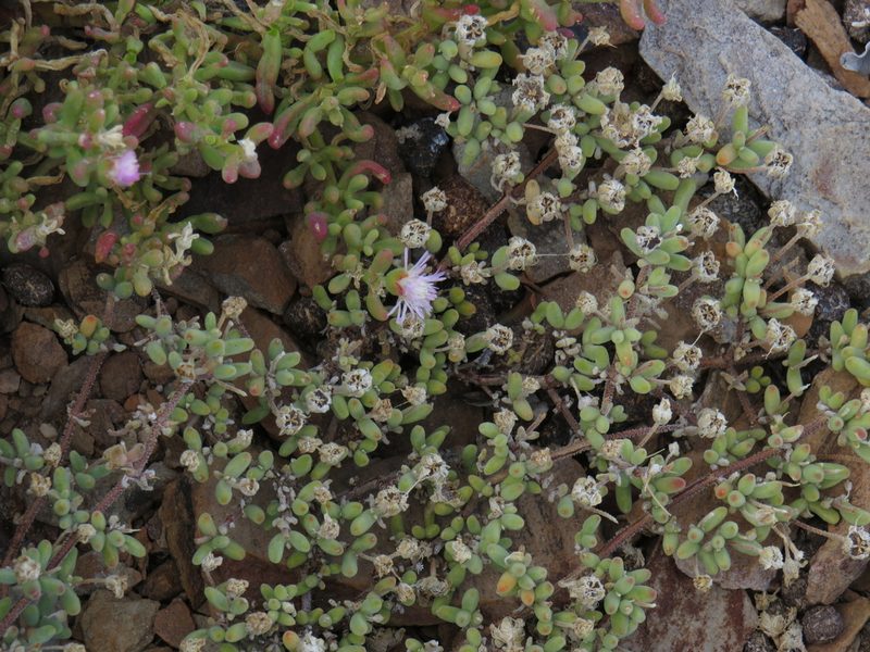 Drosanthemum ambiguum, photographed by Jeremy Gilmore